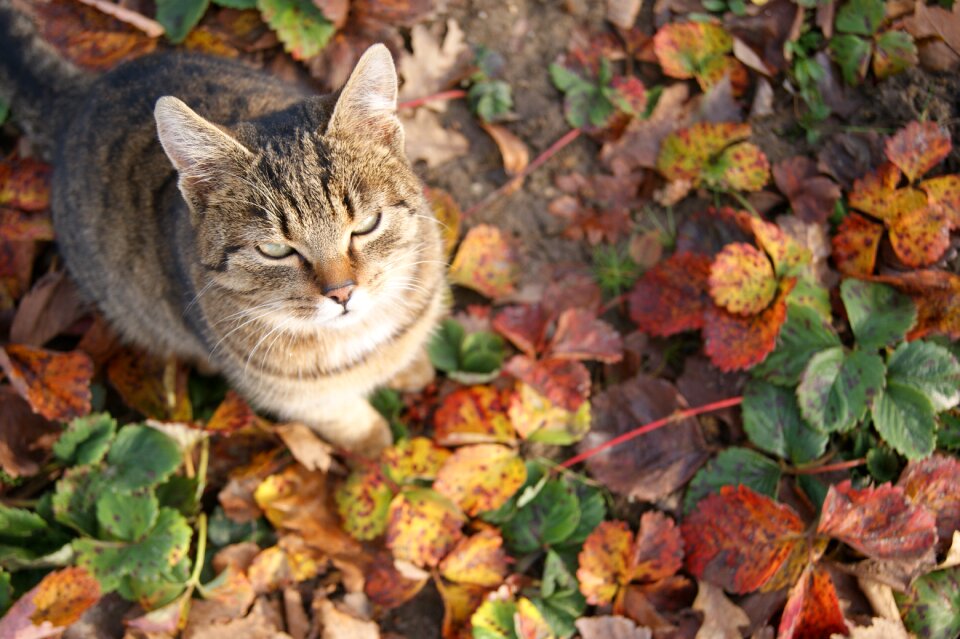 Foliage strawberries autumn