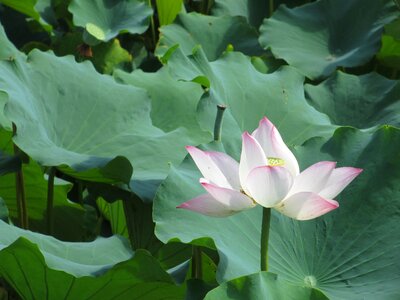 Cosmetology flower meditation
