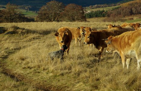 Cow field road photo