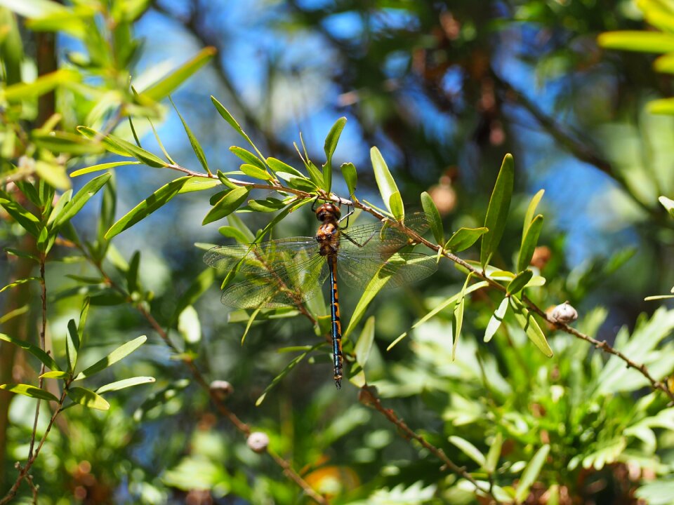 Nature insect leaves