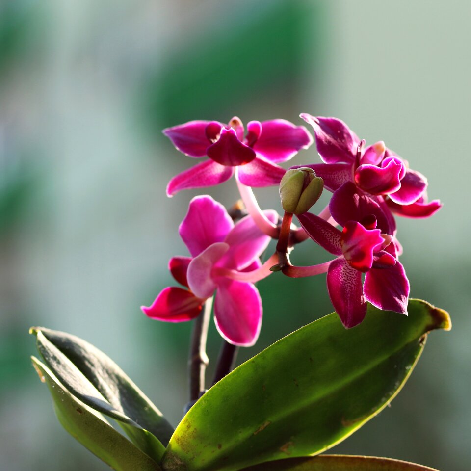 Orchid flower pink