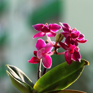 Orchid flower pink