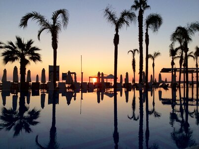 Sunset palm trees landscape