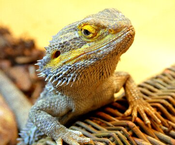 Lizard wild animal