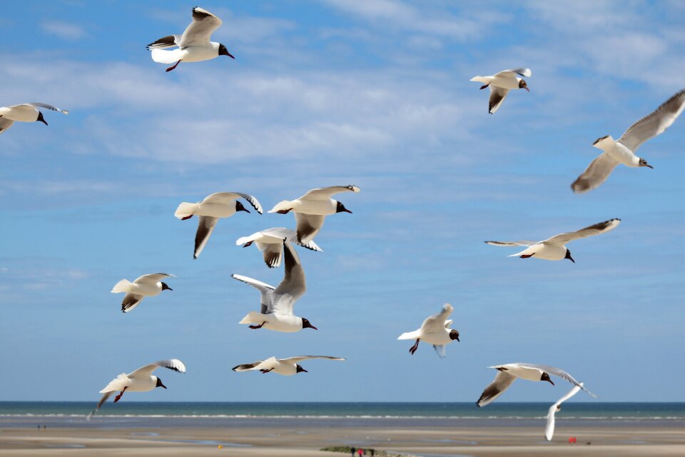 Seagull nature sea