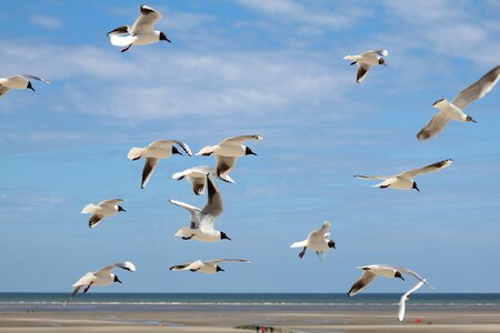 Seagull nature sea