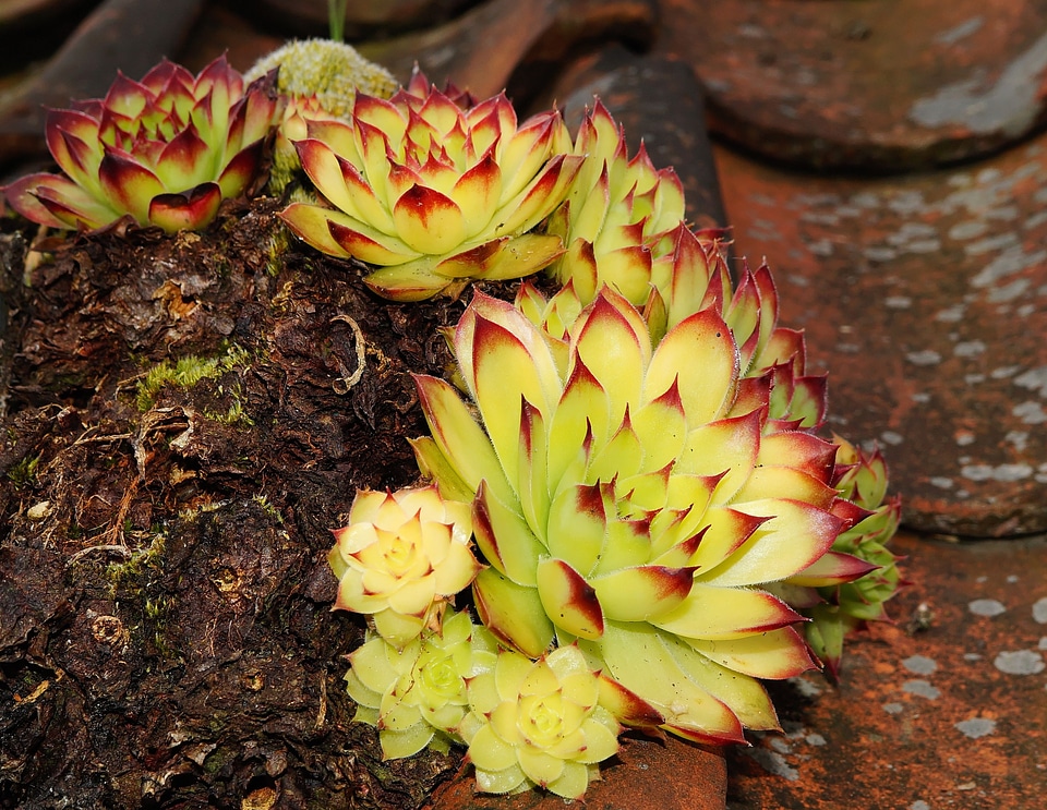 Meaty roof houseleek sempervivum tectorum