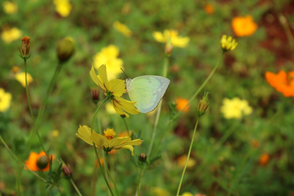 Wing natural the flowers