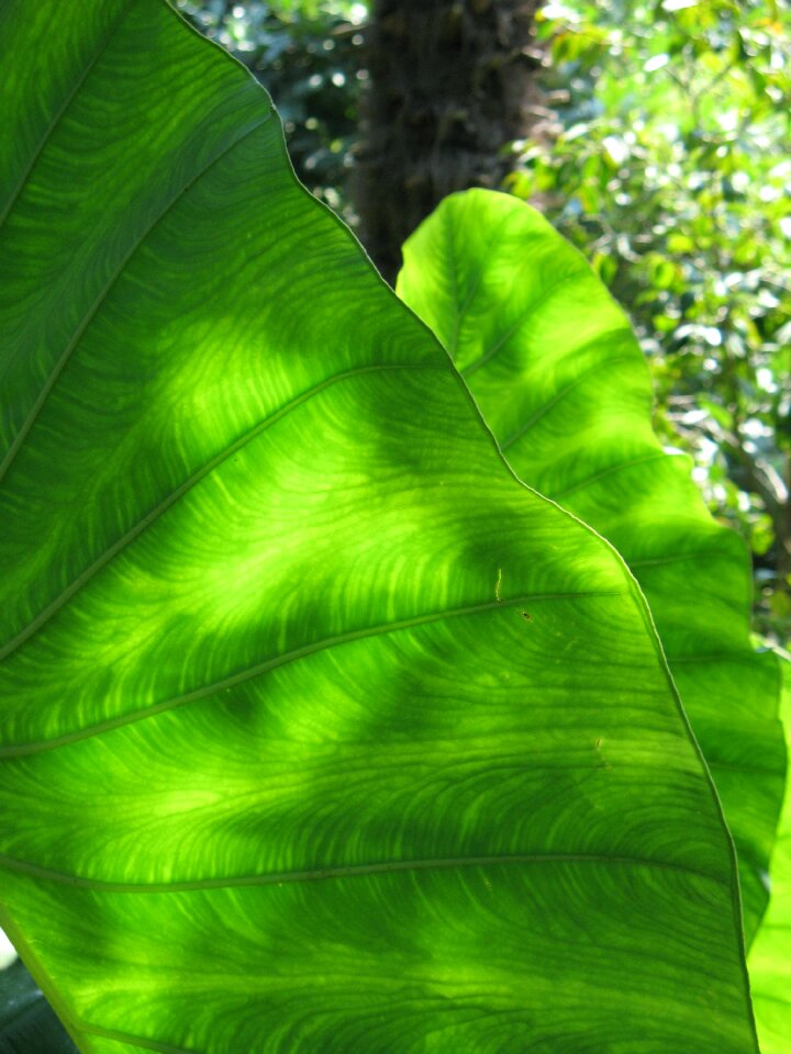André-bright-garden gardone plant