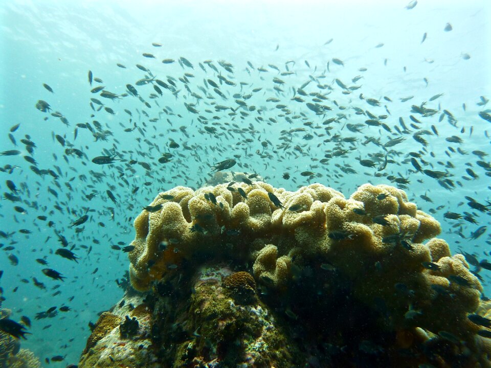Scuba diving reefs fish photo