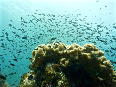 Scuba diving reefs fish