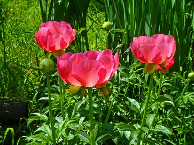 Spring pink light