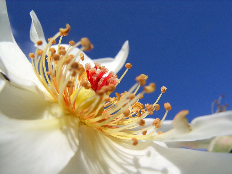Bloom stamens stamp