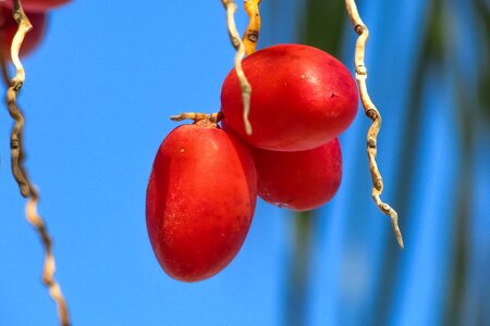 Phoenix dactylifera palm tropical photo