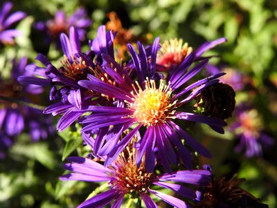 Autumn withered nature