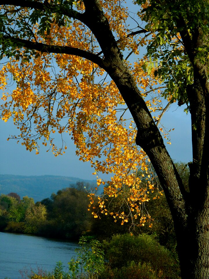 Fall leaves autumn colours autumnal coloring