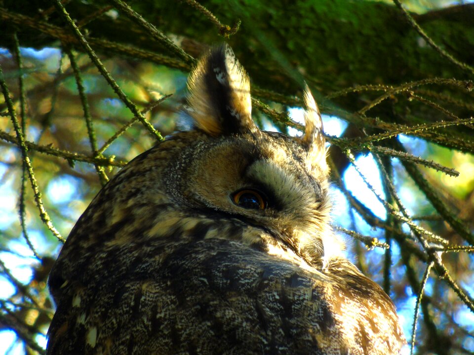 Forest bird night active