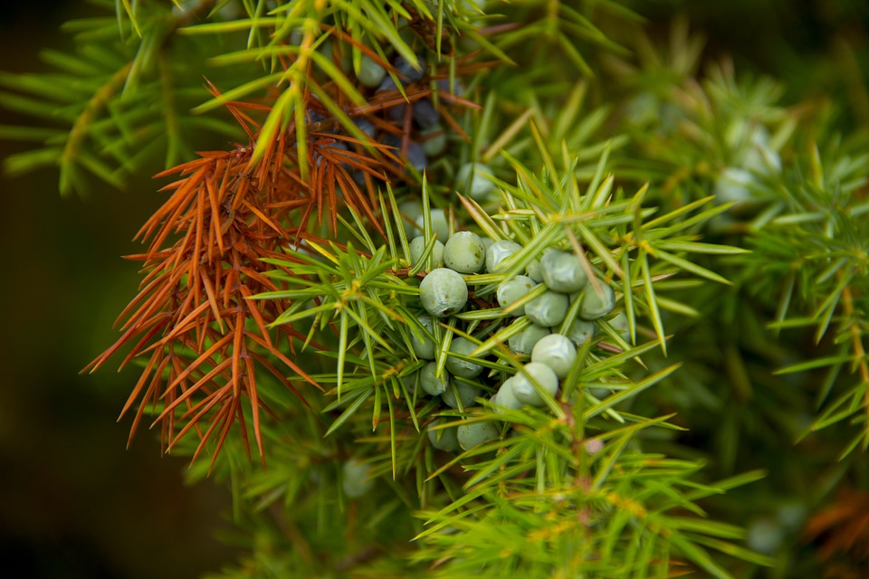 Nature plant detail