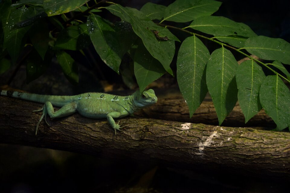 Tropical rainforest reptile