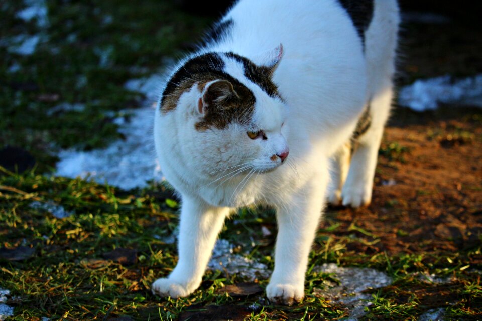 Domestic cat winter snow