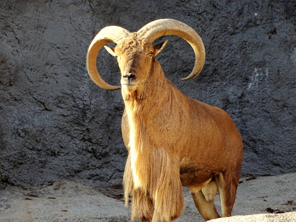 Mammal horns bearded