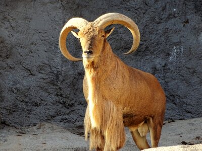 Mammal horns bearded photo
