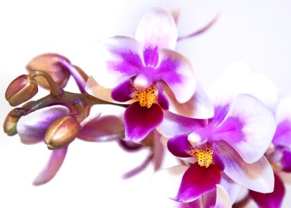 Phalaenopsis orchid flower tropical photo