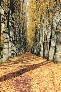 Bomberg leaves walk