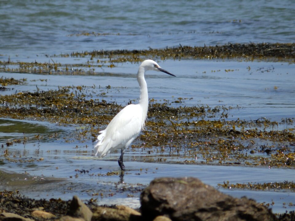 Bird great egret wader