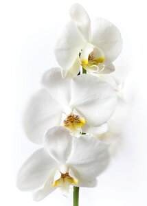 Phalaenopsis orchid flower tropical photo