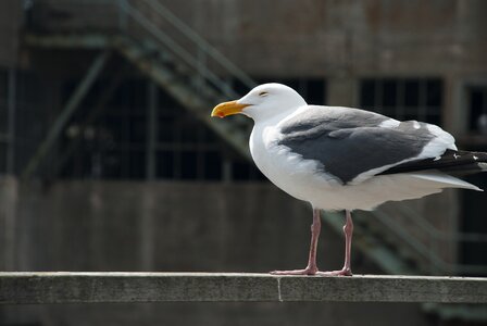 Loneliness peak animal portrait
