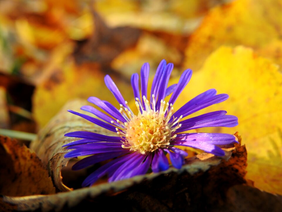 Withered nature plant