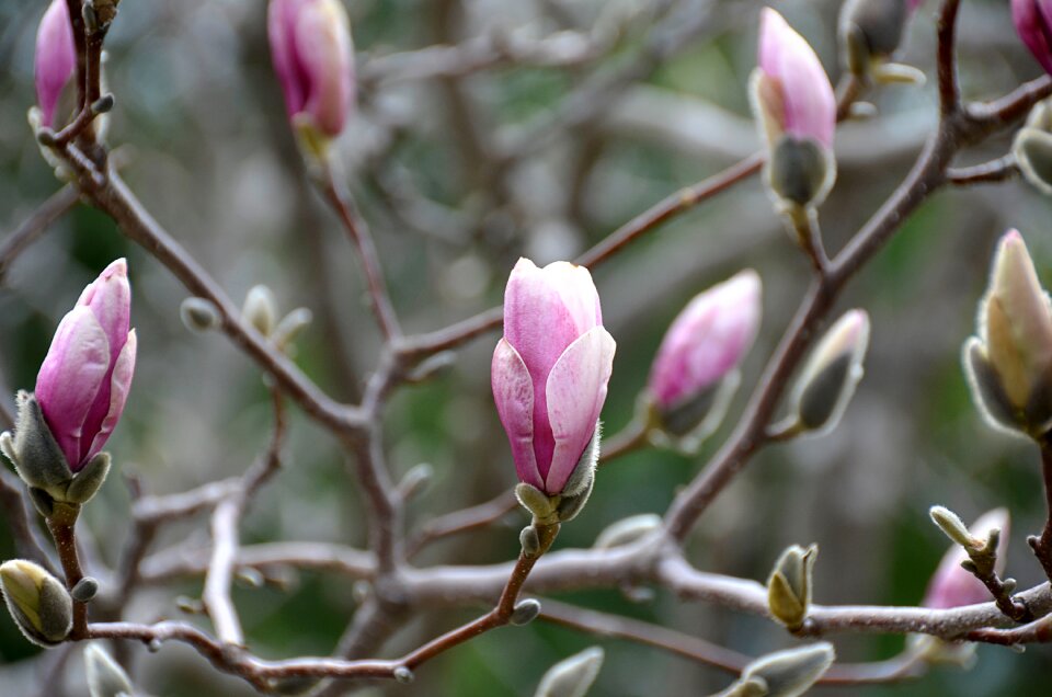 Floral natural pink
