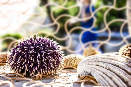 Sea urchin shell seashell photo
