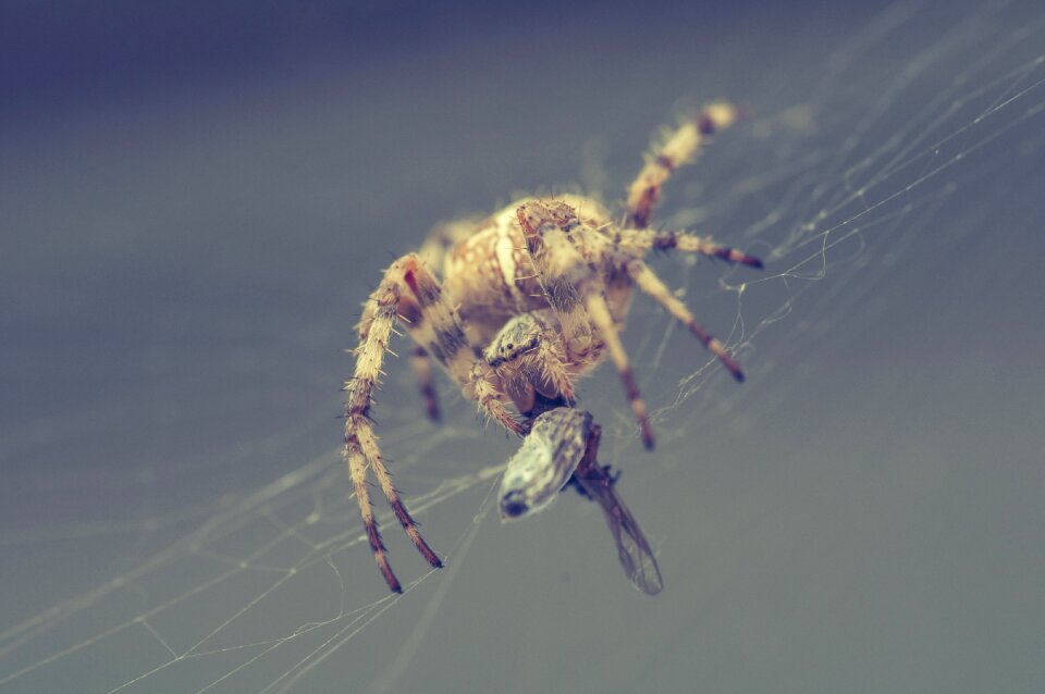 Close up arachnid cobweb