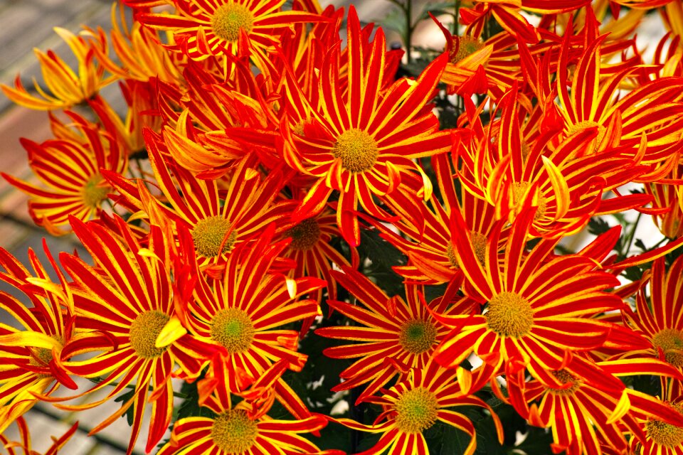 Spray mom flowers japan flower