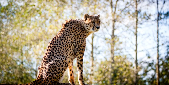Wildlife cat predator