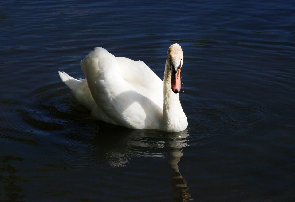 Animal waters pond