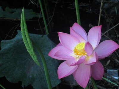Cosmetology flower meditation photo