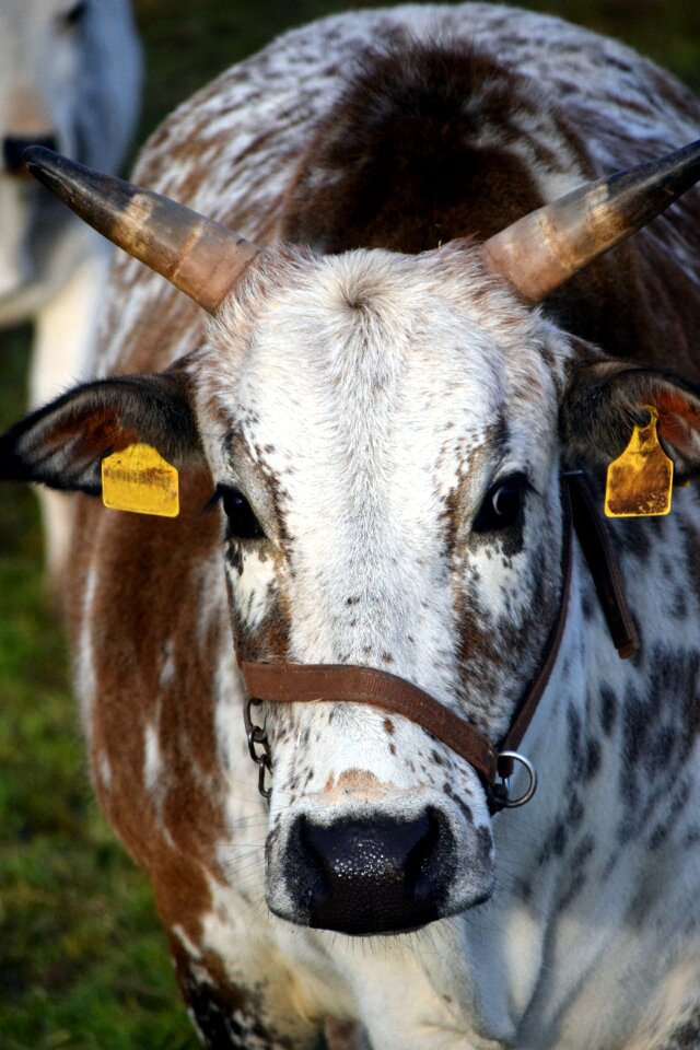 Agriculture bull boy