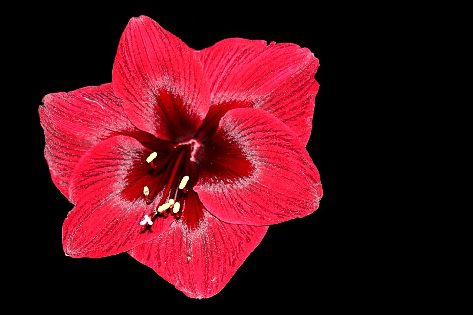Red pistil christmas