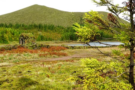 Green azores nature photo