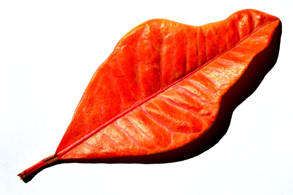 Nature red autumn gold