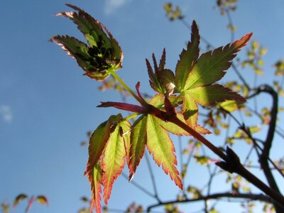 Japanese maple foliage leaf