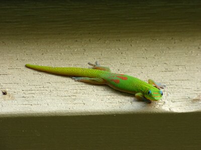 Wildlife nature wild