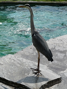 Bird animal creature