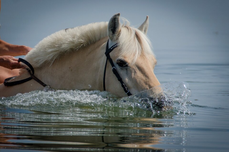 Water summer sydfyn