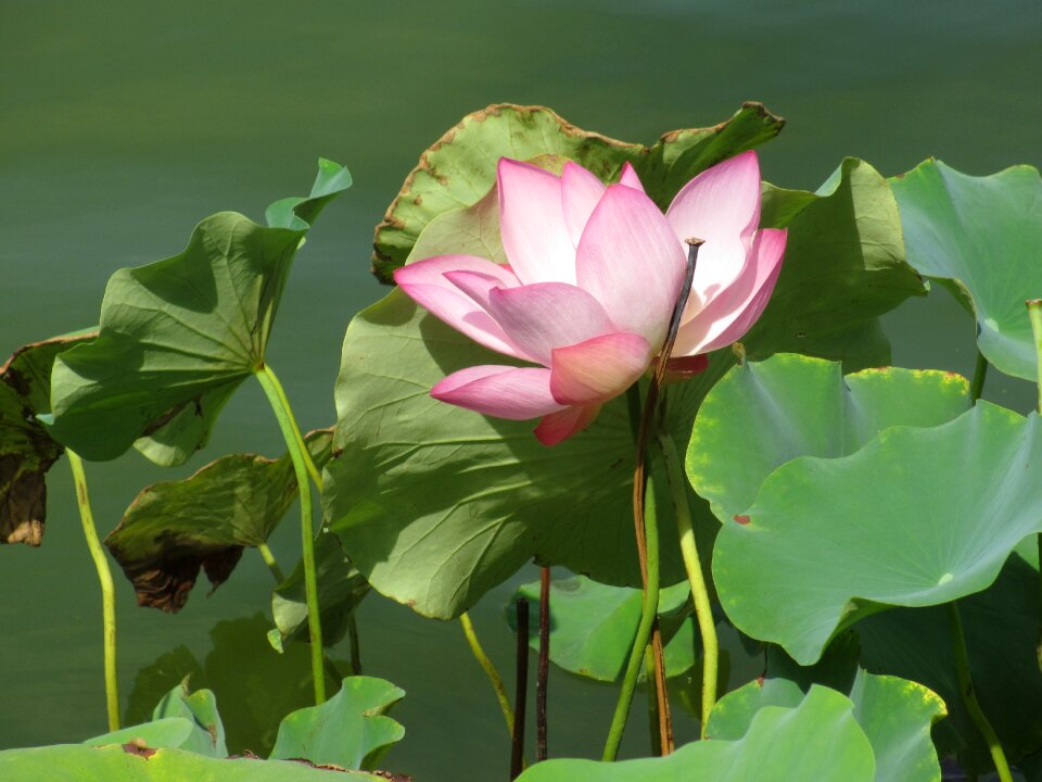 Cosmetology flower meditation