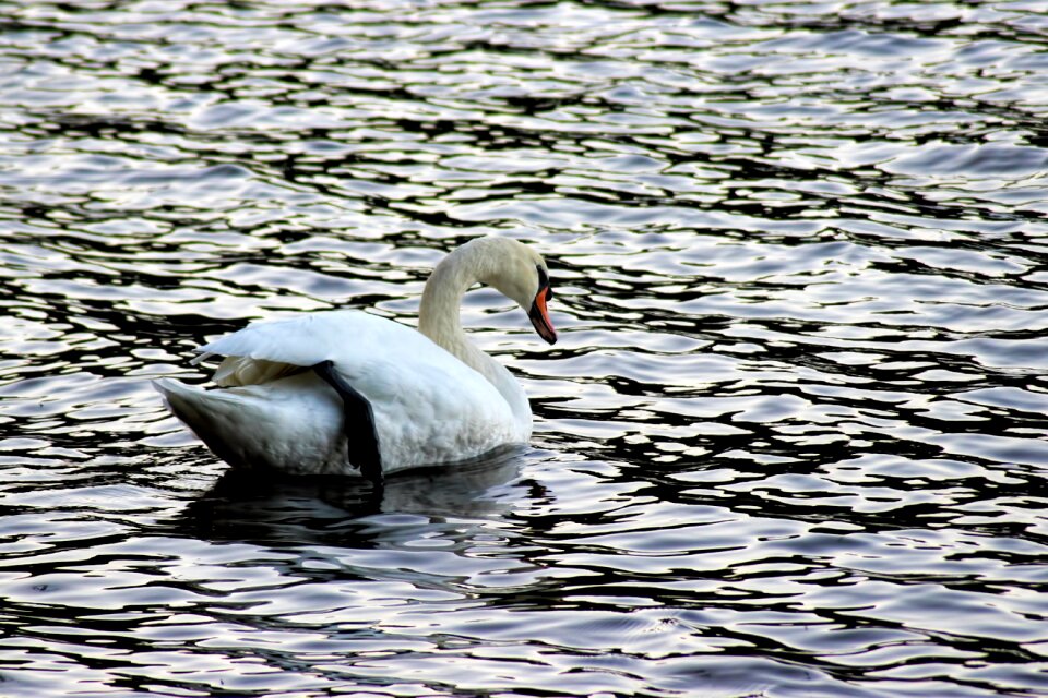 Plumage bird animal