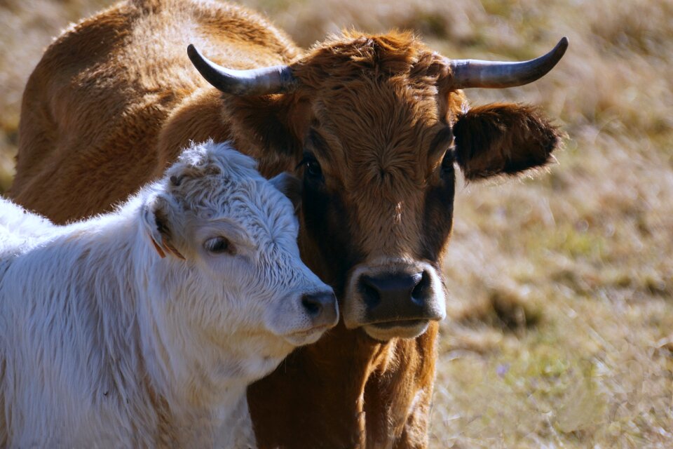 Cattle animals breeding
